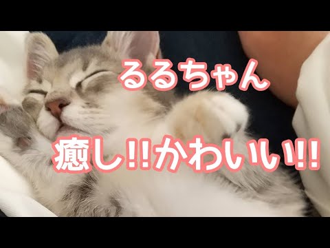 【癒し】寝顔を見てるだけで癒されます!!【アメリカンカールの立ち耳の猫るるちゃん】