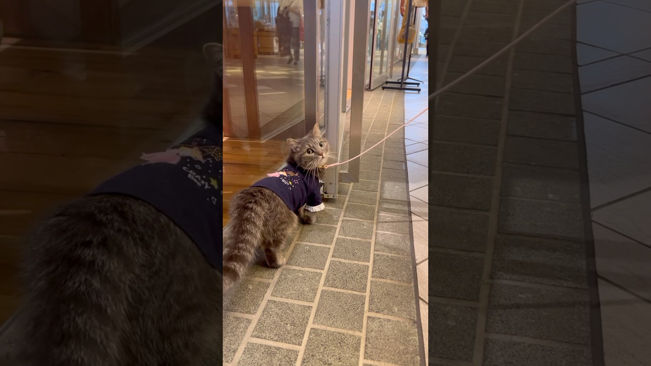 【感動】猫と飼い主の日常が幸せすぎた...#shorts #猫 #マンチカン