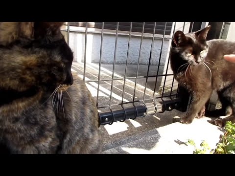 [野良猫]人懐っこいサビ猫をモフったら可愛すぎた！[straycat]When I muffled the friendly rust cat, it was too cute!