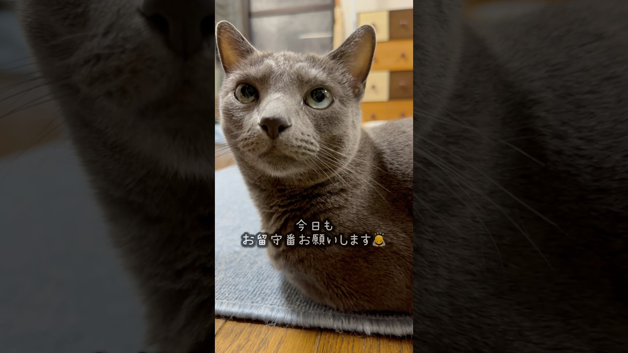 【ロシアンブルー】めろんお留守番オッケー👌ありがとう🤭【猫】#shorts