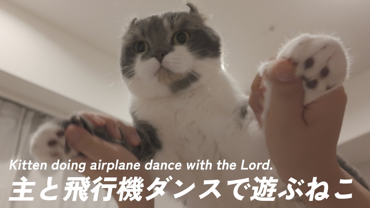 子猫の頃から好きな遊びをしてもらうねこ