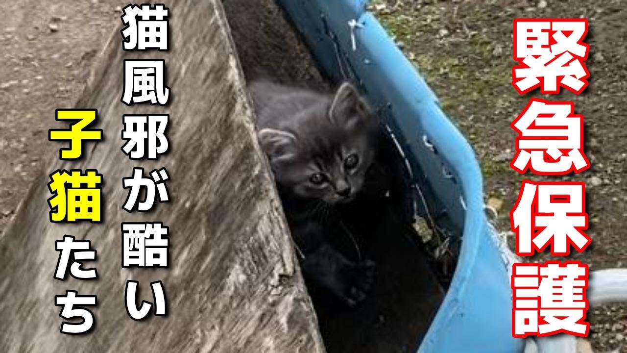 猫風邪治療の為急遽子猫を保護しました。