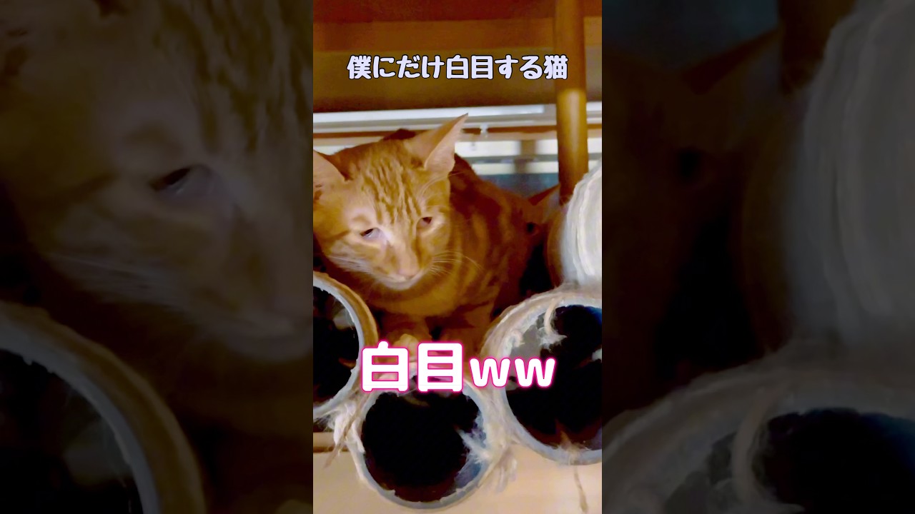 僕にだけ白目をする猫