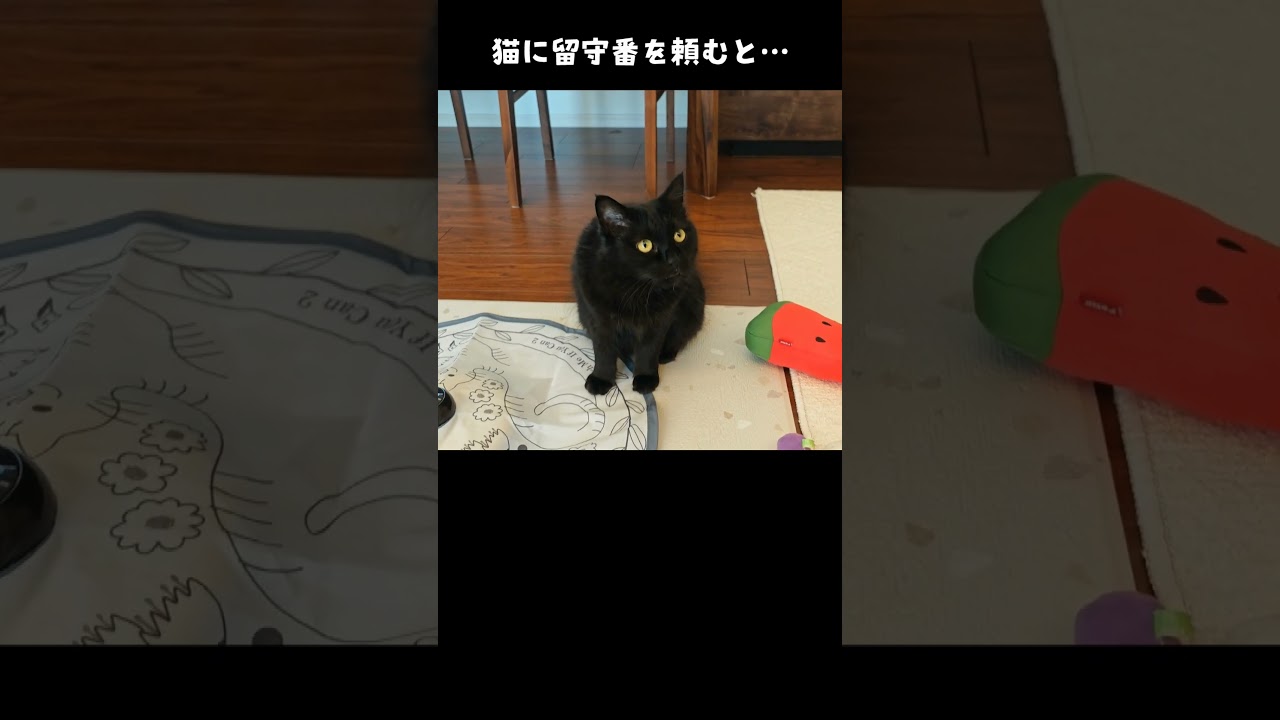 寂しがり屋の猫に留守番を頼むとこうなる