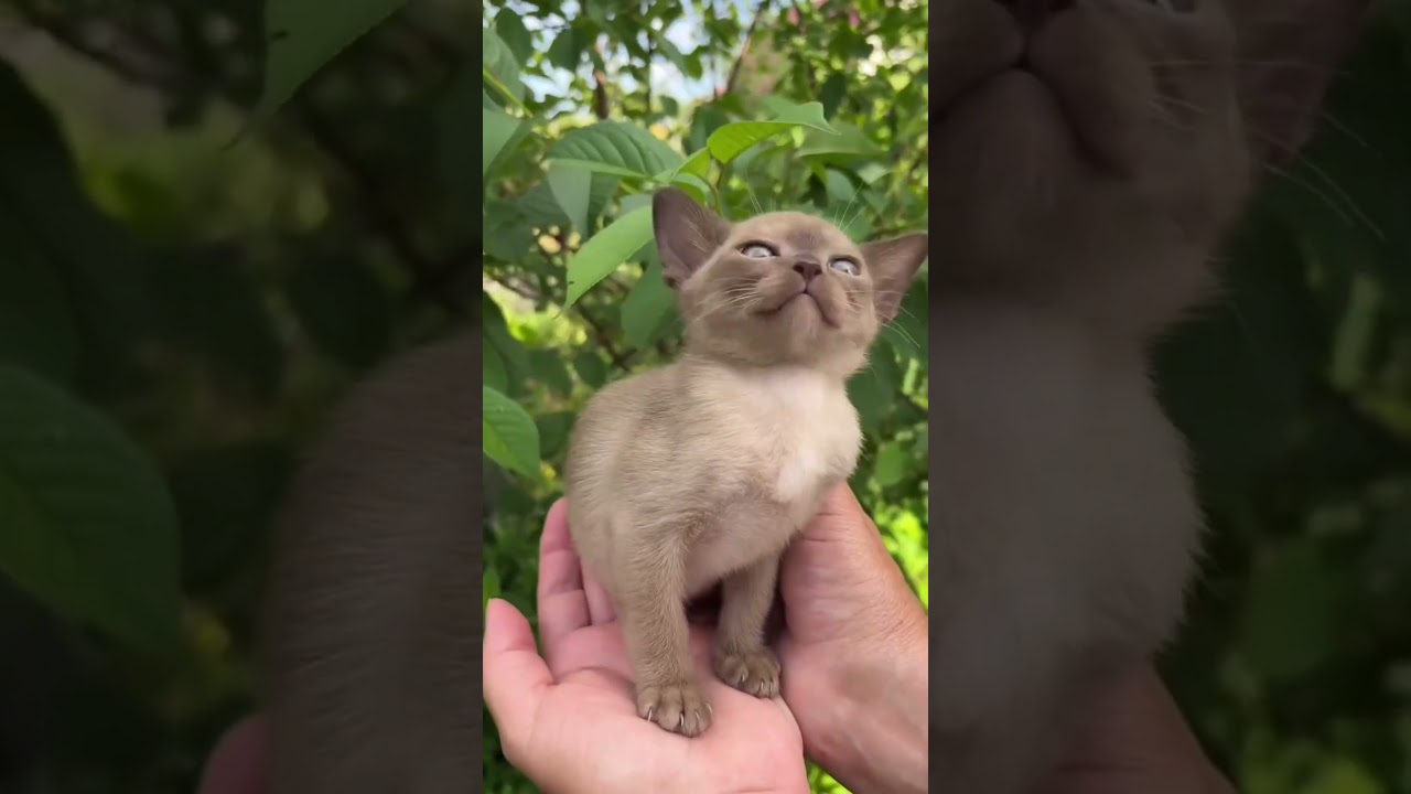 Adorable Cat Moments That Will Make You Smile 🐈🐈#cutecat  #cats #billa #tom