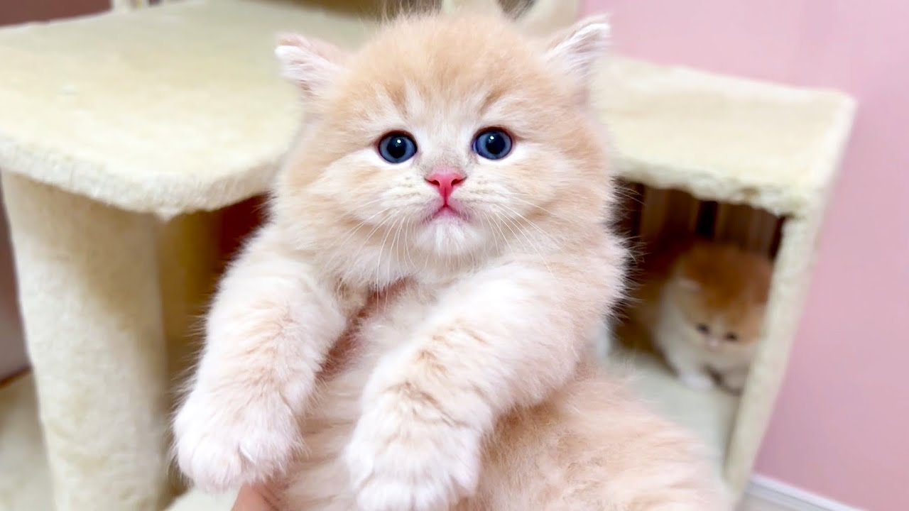 【マンチカンの子猫】手から逃げてネズミで遊びたがる件 ～猫のいる生活Vol.1025～出産動画 マンチカン短足・ミヌエット・ペルシャ猫専門ブリーダー『ペット蔵人』【子猫の成長記録】