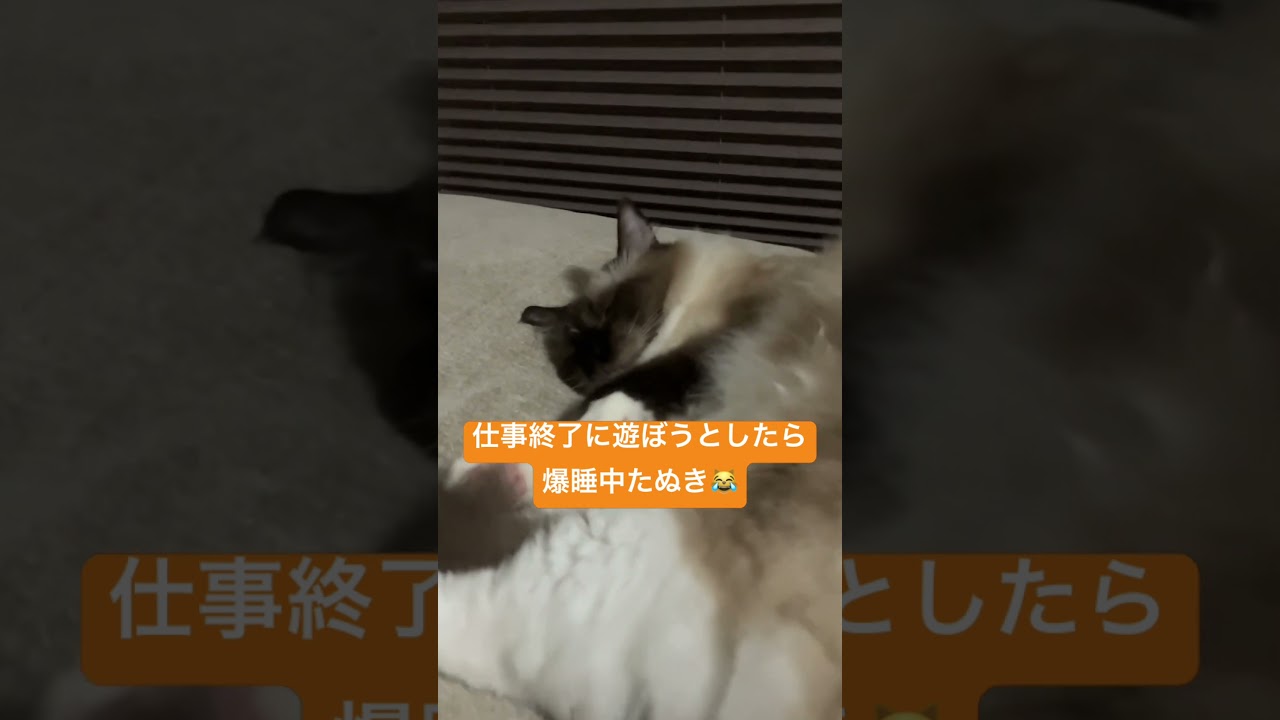爆睡中のラグドールのたぬき #short #shorts #cat #ragdoll #cute #ラグドール #catlover #ragdolls #猫
