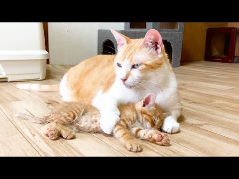 子猫を腕の中で寝かす優しい先住猫
