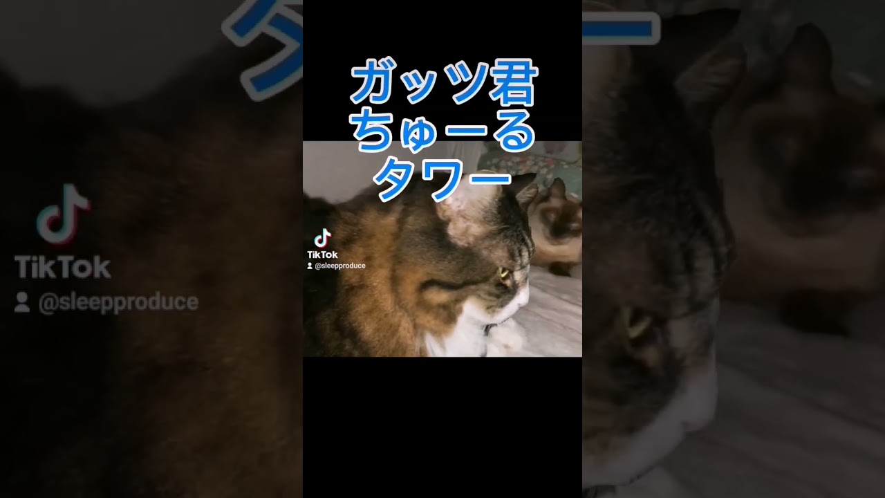 シャム猫#shorts #猫ミーム #cat #猫 #シャムミックス