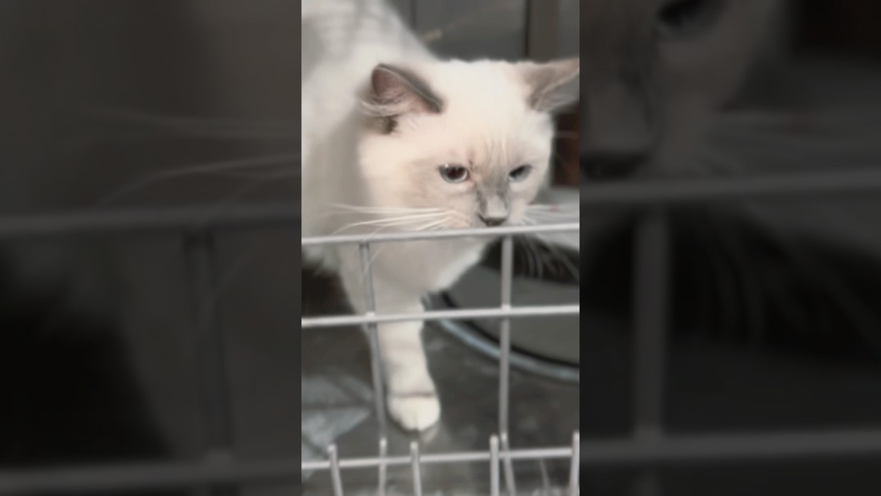 だんご三姉妹子猫の洞窟探検 #shorts #ラグドール #猫 #子猫