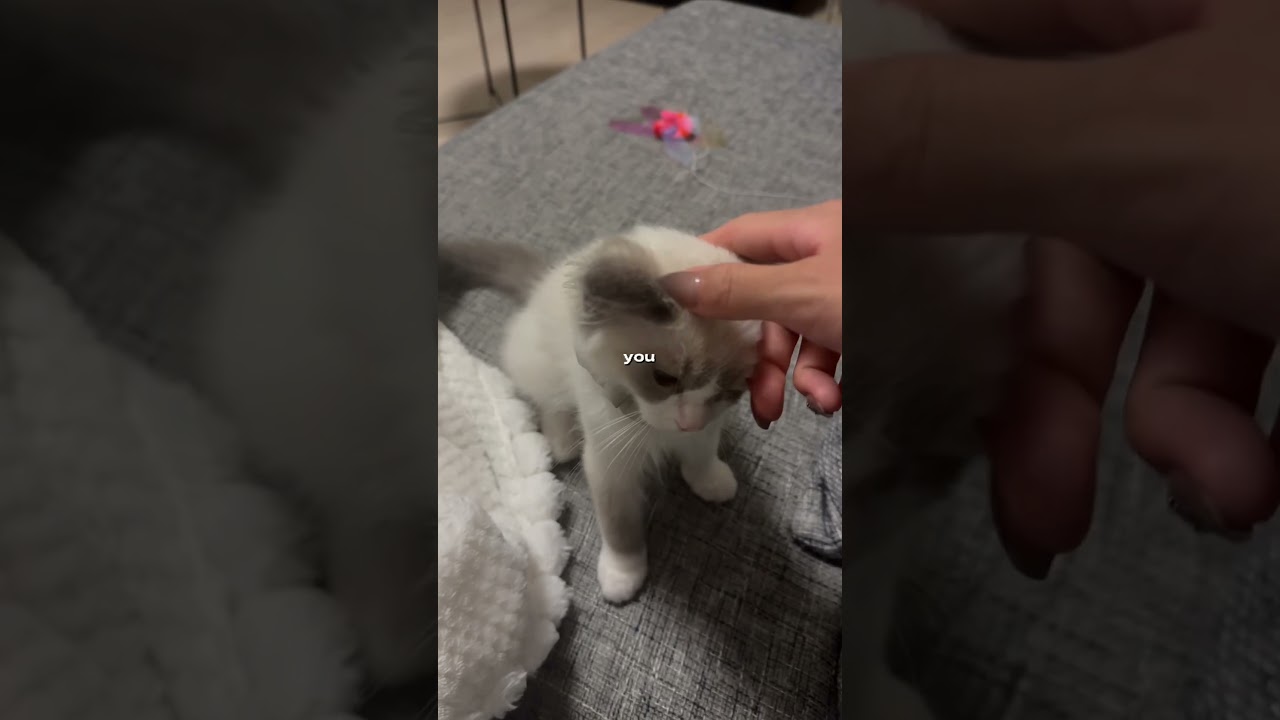 #ラグドール#ラグドール子猫#ブルーポイントバイカラー#子猫#猫#ragdoll#cat#kitty#kitten