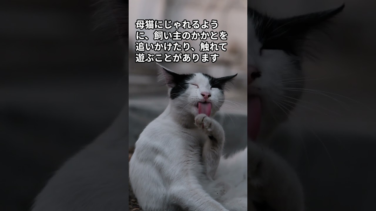 猫が母親だと思っている人にとる行動＃５／かかとを狙って遊ぶ #shorts #cat  #保護