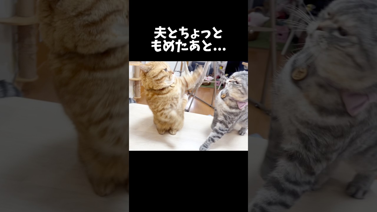 夫とちょっともめたあと... #猫 #マンチカン #shorts