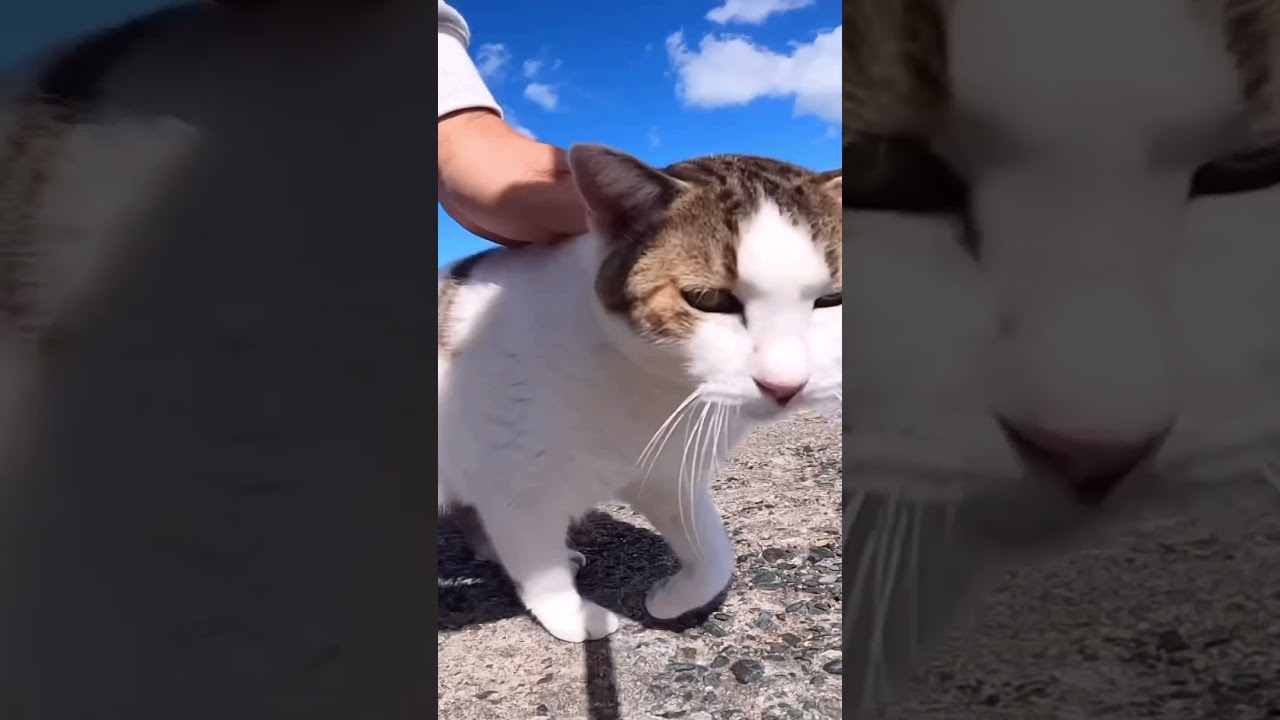 お喋り妹ちゃんが最後まで鳴きまくり猫語を連発💕#お喋り猫 #野良猫  #shorts