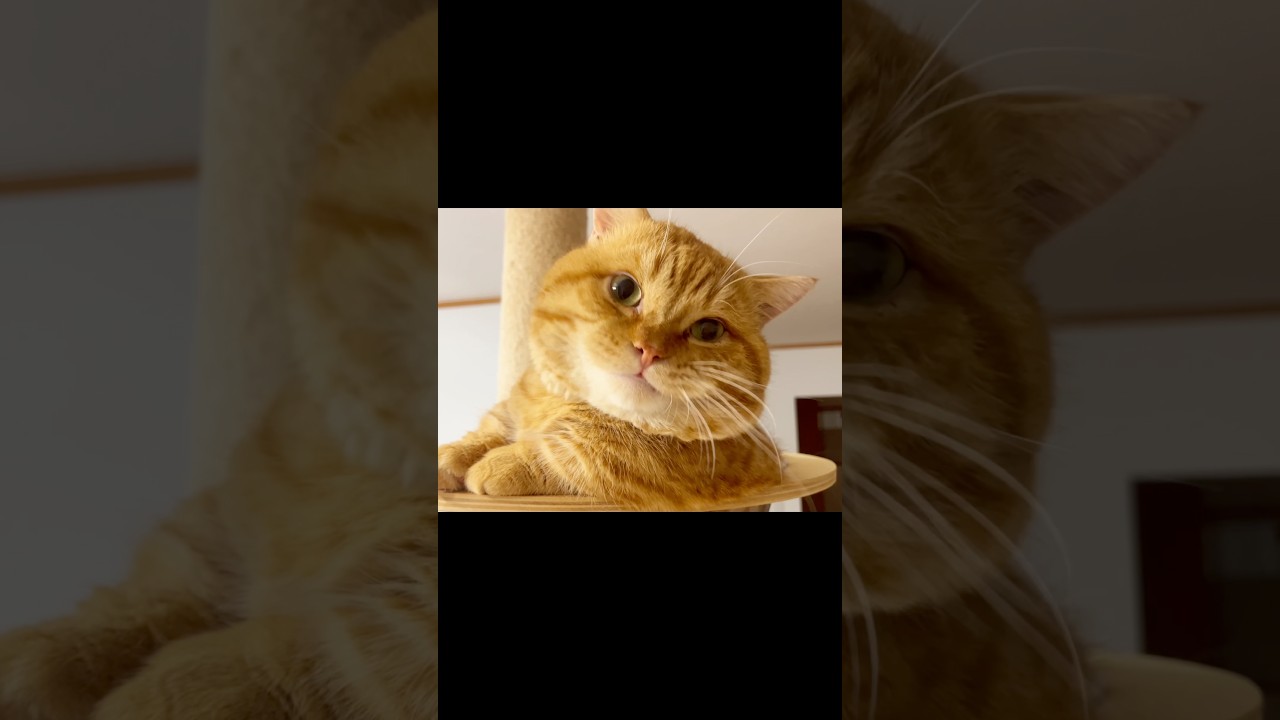 イラっとするとガムクチャするぽっちゃり猫 #マンチカン #shorts