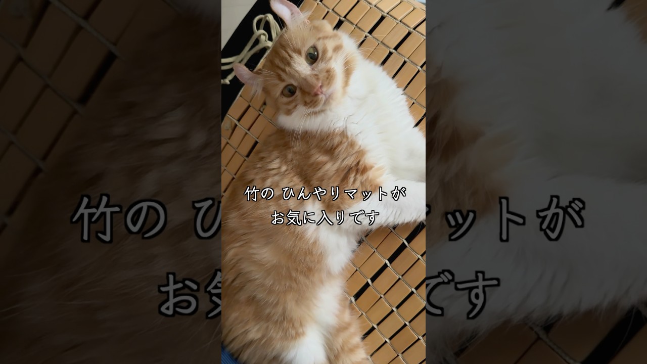 耳がカールした6ヶ月歳の保護猫が避妊手術を受けて3日目の様子 #shorts #捨て猫 #保護猫活動 #アメリカンカール