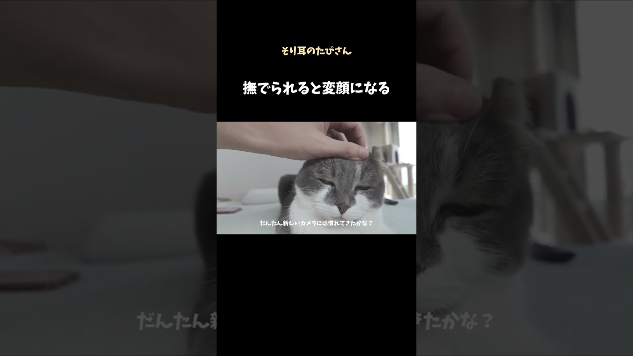 撫でられると変顔になっちゃうアメリカンカール