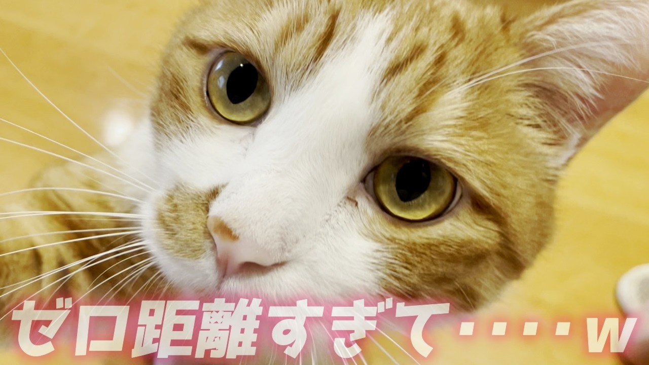 長男猫がゼロ距離で甘えてくるので撮影不可能でした…笑[茶トラのクラちゃん]