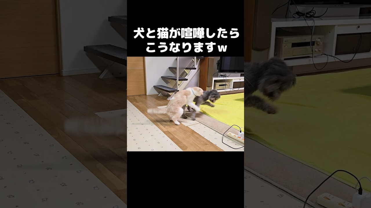 犬と猫が喧嘩したらこうなります...#shorts