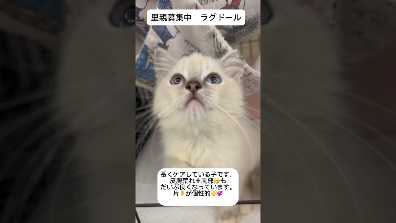 長くケアしている子です。#ラグドール　#里親募集中子猫アゴはネコ
