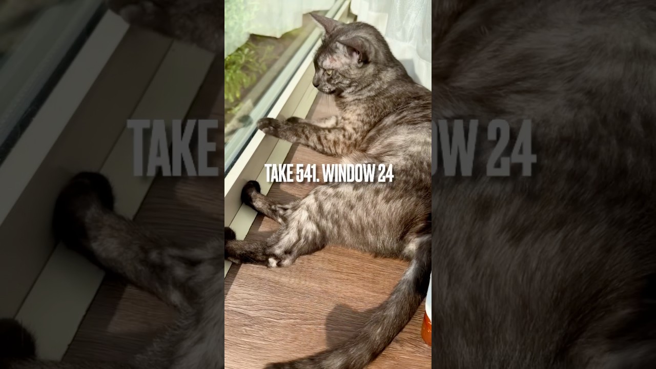 今朝も元気に #にゃるそっく にゃ❗️うろうろしてから #いつものポジション に落ち着くのにゃ‼️#窓辺の猫 #egyptianmaucat #エジプシャンマウの仲間たち #shorts