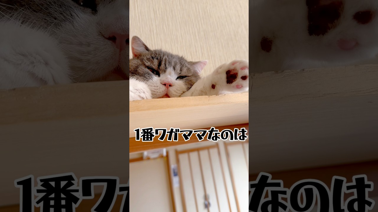 【ニャンコ3匹1番ワガママなのは‥】#ねこ #猫のいる暮らし #すこてぃっしゅふぉーるど #ラグドール#ノルウェージャンフォレストキャット #shorts