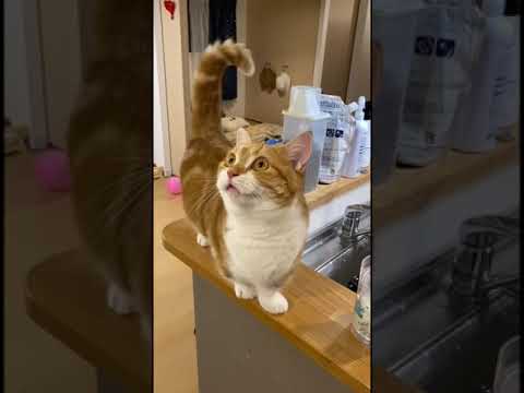 お得意のマンチカン立ちを披露するティアラ【#shorts】