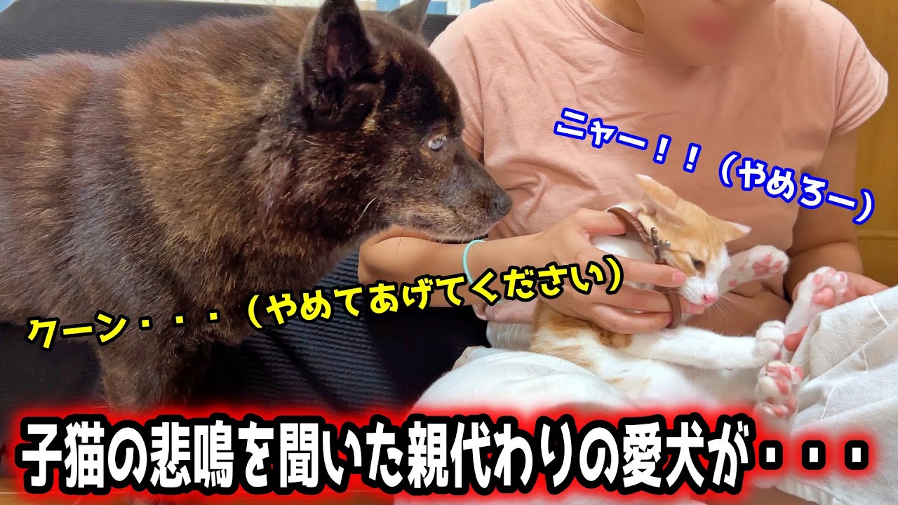 子猫の悲鳴を聞いたお世話係の愛犬が心配しすぎてこうなりました【保護猫と甲斐犬】
