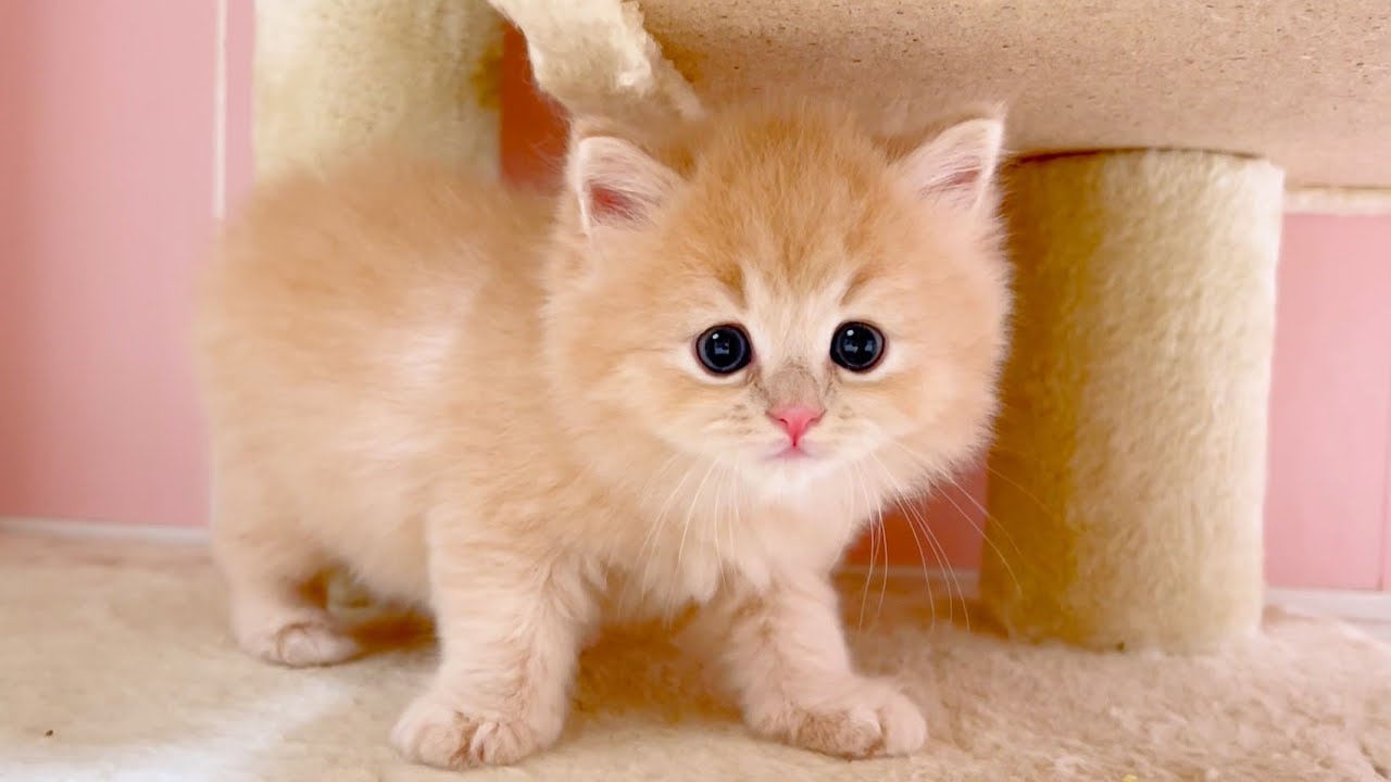 【マンチカンの子猫】おトイレ中に突撃撮影してみた件 ～猫のいる生活Vol.1026～出産動画 マンチカン短足・ミヌエット・ペルシャ猫専門ブリーダー『ペット蔵人』【子猫の成長記録】