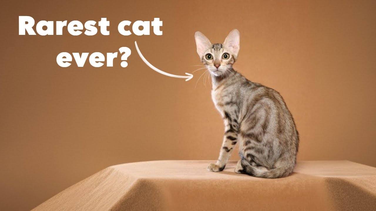 15 Rare and Unique Cats!