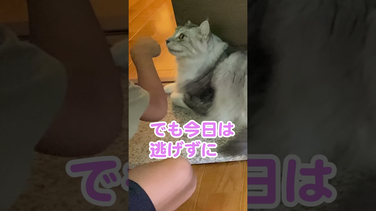 来客が苦手な大型猫。でも逃げなくなった？#メインクーン#shorts