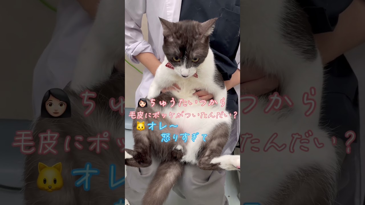 怒り過ぎてポケットに手を入れちゃう猫【猫のちゅうた】#shorts