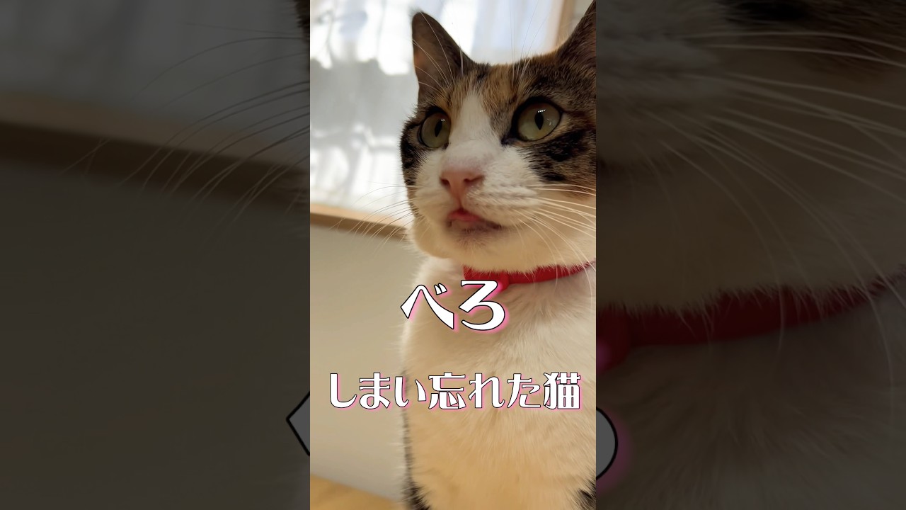 《べろしまい忘れた猫❤️最後までみてね》#多頭飼い　#猫　#猫のいる暮らし　#ねこ　#保護猫　#かわいい　#可愛い猫　#ほっこり　#ペット　#三毛猫　#cat