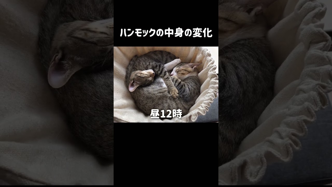 キャットタワーハンモックの時間変化。