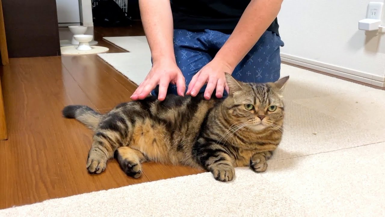 パパだって洗いたてのメルをもふもふしたい！