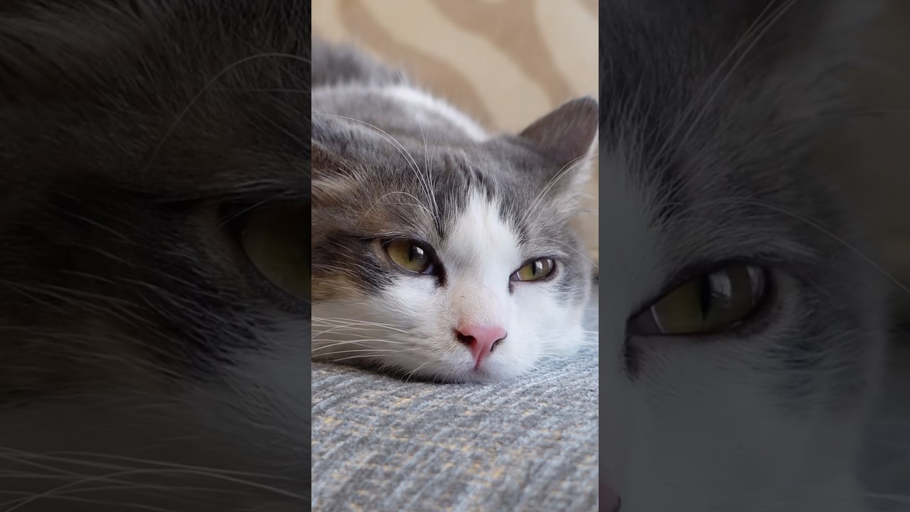 へそ天マンチカン #猫のいる暮らし #マンチカン