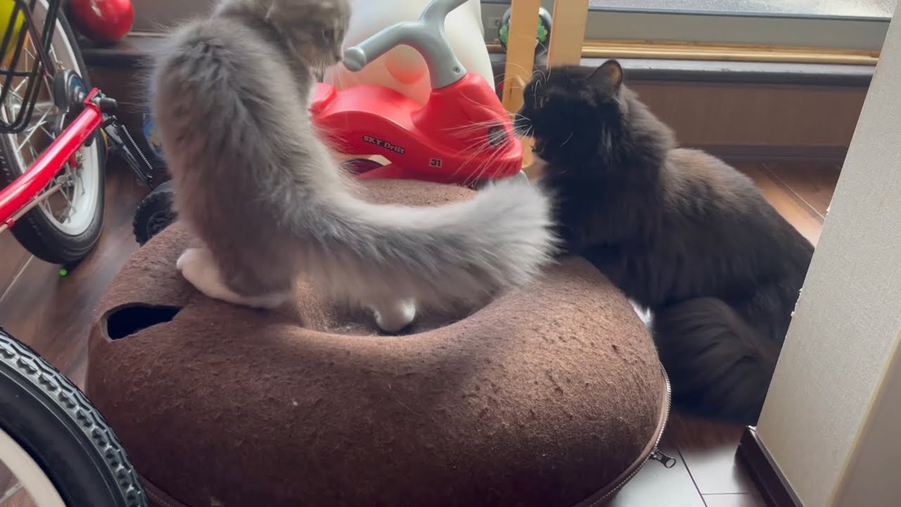 子猫に踏まれて激おこの先住猫　サイベリアン&ラガマフィン