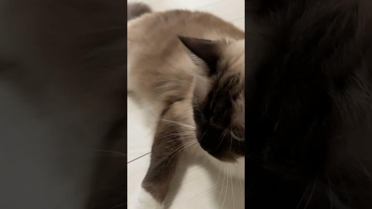 仲良しなラグドールの猫達 #automobile #cat #ragdollkittens #cute #ラグドール #猫のいる暮らし #ragdolls #catlover #short