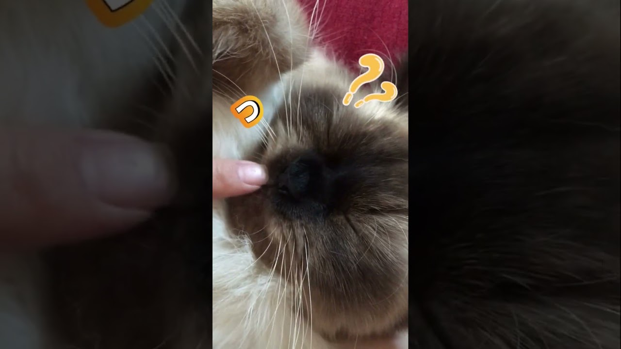 長男バロン（ヒマラヤン）の爆睡を邪魔するママ🤭　#猫 #ネコ #猫動画 #猫のいる暮らし #cat #cats #catlover  #고양이　#ヒマラヤン