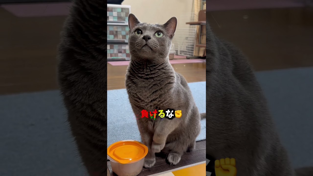 【ロシアンブルー】今朝のめろんのおねだり声です🤗ってかセミの鳴き声〜すごい🫢【猫】#shorts