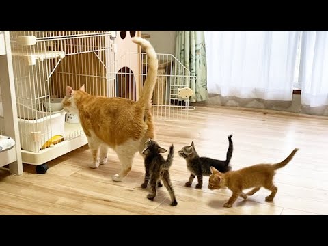 先住猫から離れなくなった子猫たち