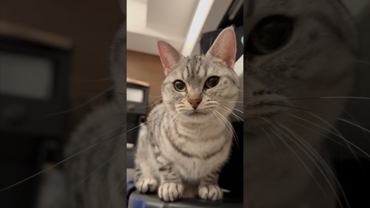 【猫動画】パパと遊び疲れて爆睡する猫たちが可愛い!! #shorts