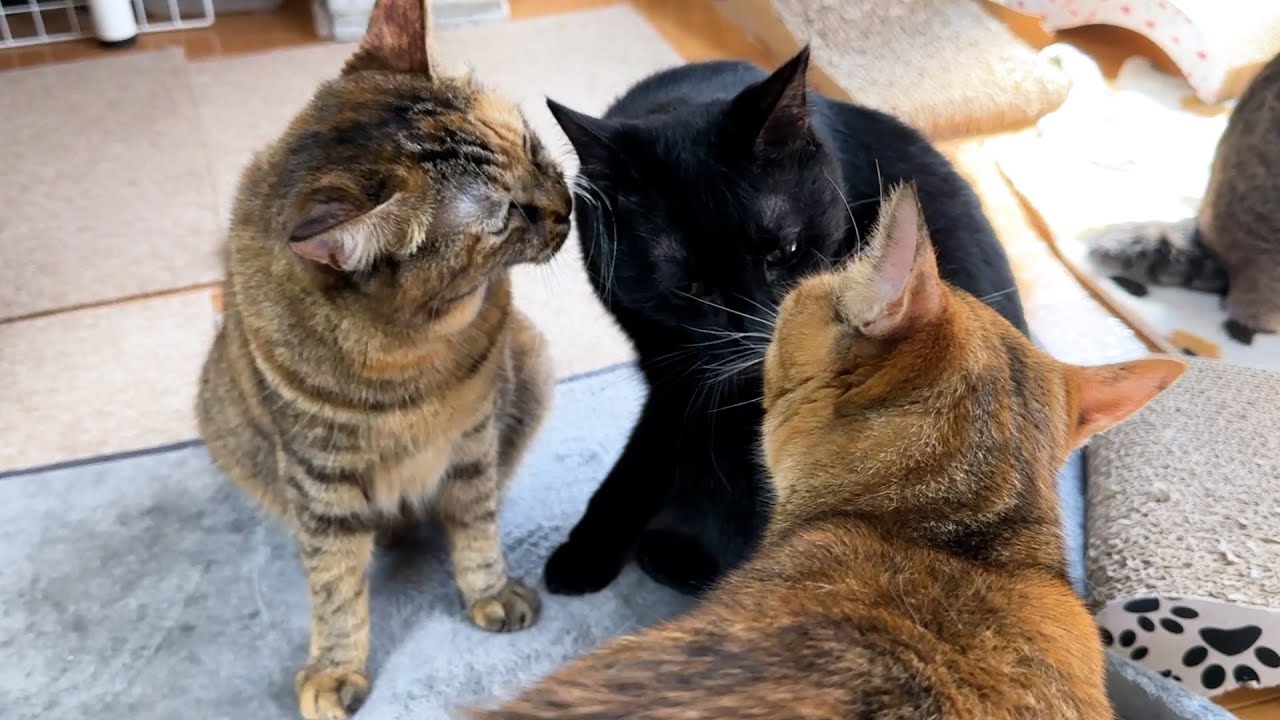 突然子ども猫に甘えられて嬉しくなった兄猫がまさかのこうなりました…