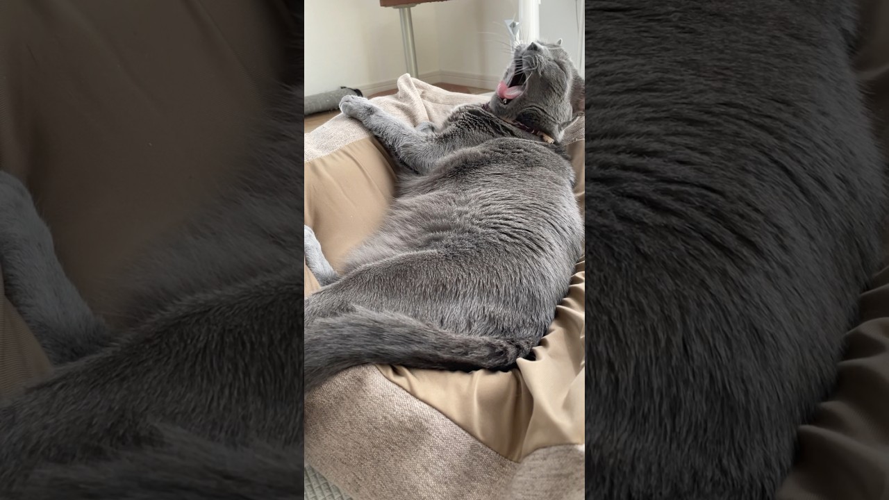あくび→ブルブル_20241003 #shorts #cat #ロシアンブルー #猫