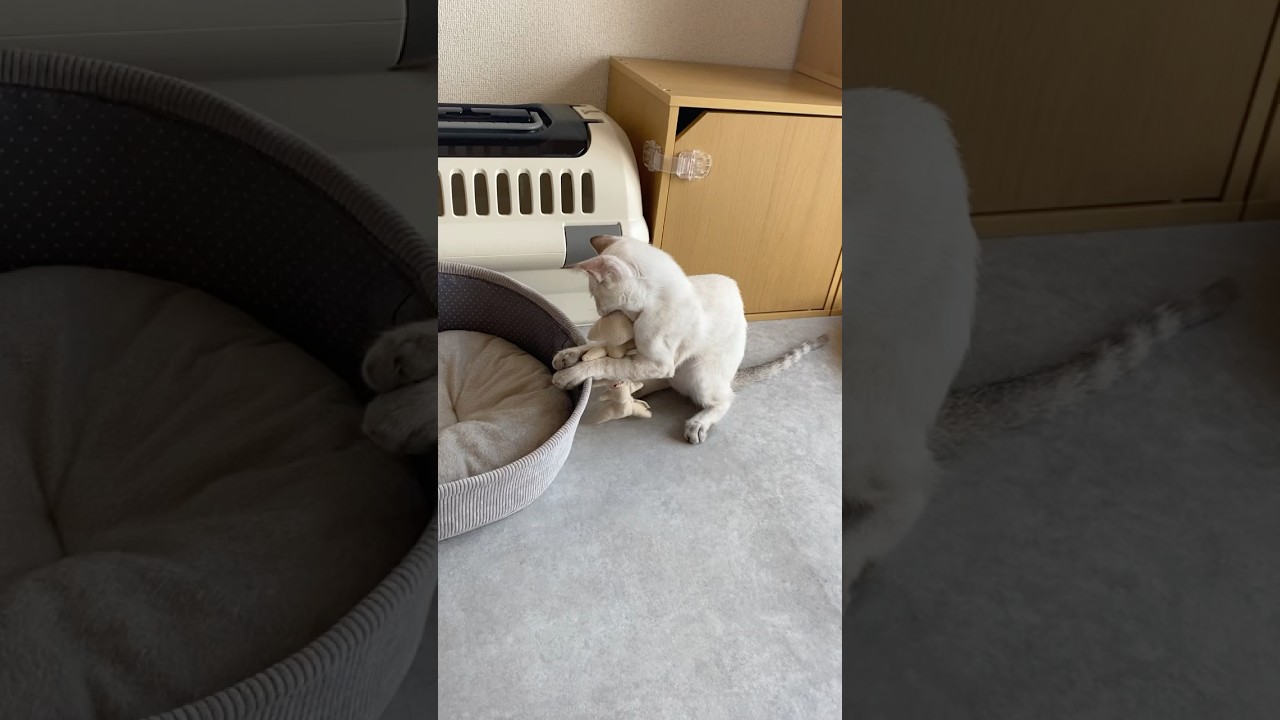 おもちゃをガブガブする猫　#元保護猫　#シャムトラ　#シャムミックス　#cat #猫耳 #kitten #シャムmix  #子猫 #猫耳