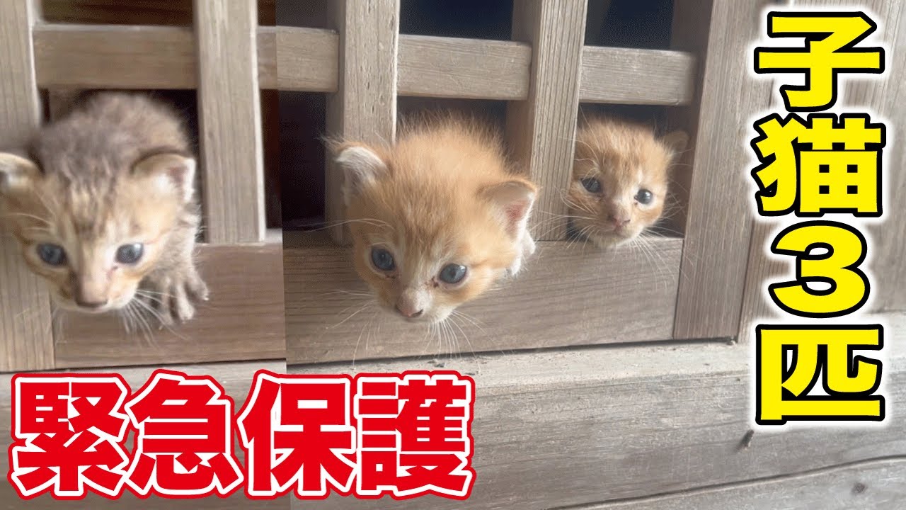 なぜこんなところに‥豪雨直前に生後１ヶ月の子猫三匹を保護しました