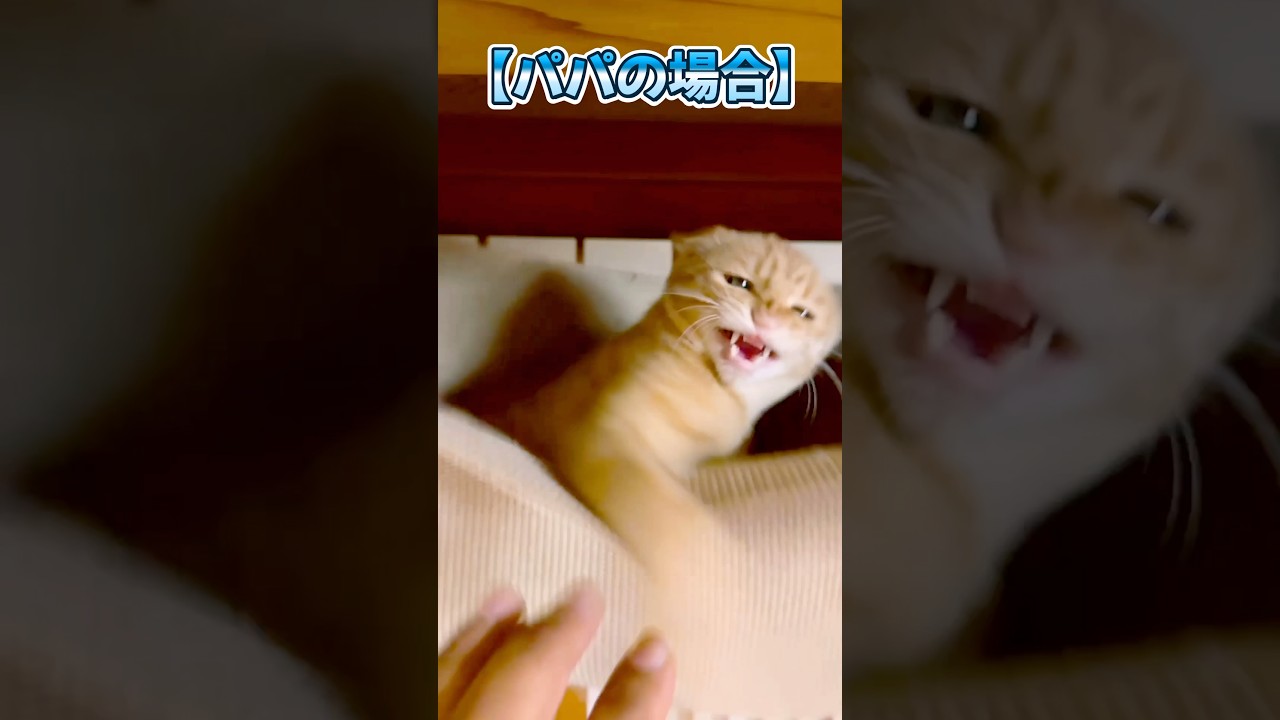 無敵の猫