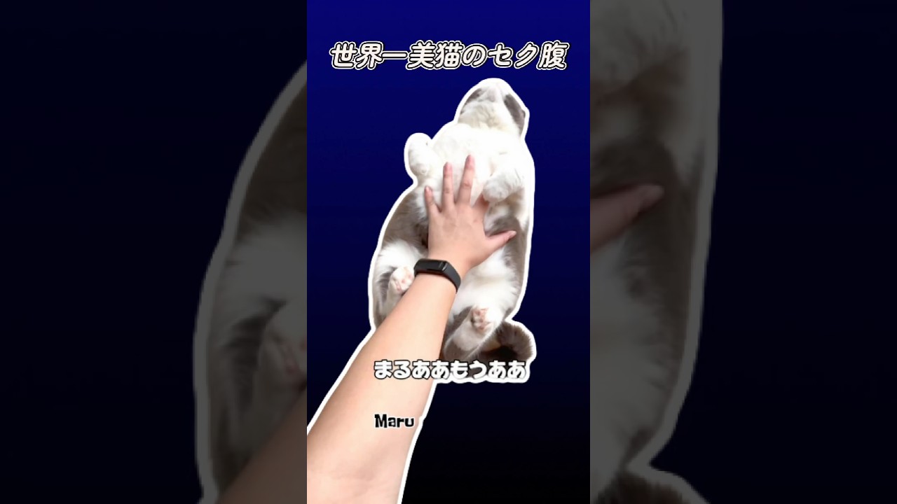 お腹ガチ勢ですw #日本一美猫 #猫のお腹　#もふもふ　#日常 #お出迎え猫 #cat #cute #ブリテッシュショートヘアー #まる #ブリティッシュショートヘア #まるちゃん猫 #猫のいる暮らし