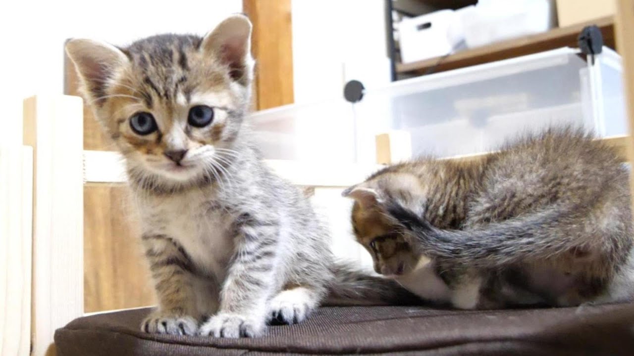 屋根の上で遊ぶ子猫達にハラハラしてしまいます【赤ちゃん猫　保護猫】