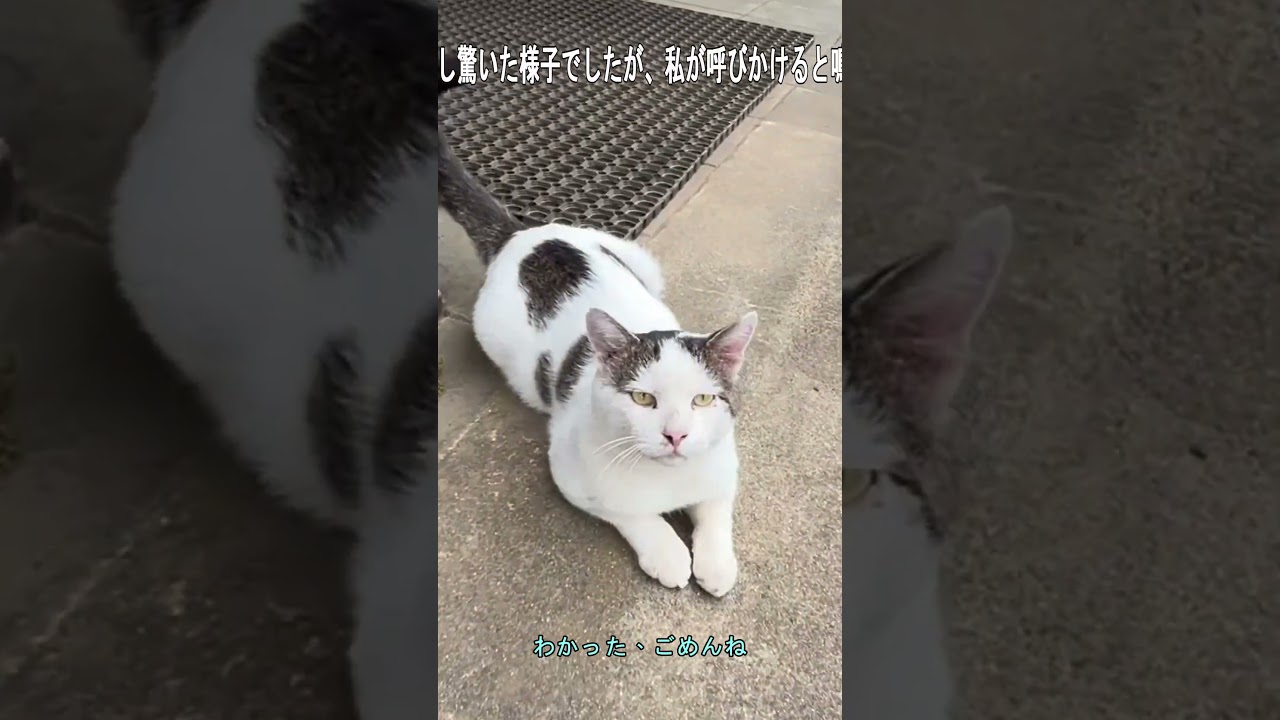 【行方不明のシロ】視聴者のコメントが導いた秘密の場所に近隣の飼い猫たちが【オリジナルBGM】#shorts#cat#猫#シロちゃん
